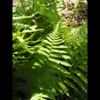 Dryopteris Oreades (fam Dryopteridacees) (Europe, Asie, Amerique du nord) (10)